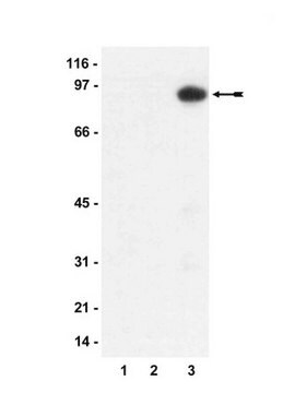 Anti- phospho-MYPT1 (Thr850)-Antikörper Upstate&#174;, from rabbit