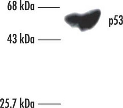 Anty-p53 (Ab-6) (Pantropic) mysie mAb (DO-1) liquid, clone DO-1, Calbiochem&#174;