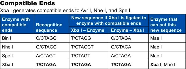 Xba I from recombinant E.Coli