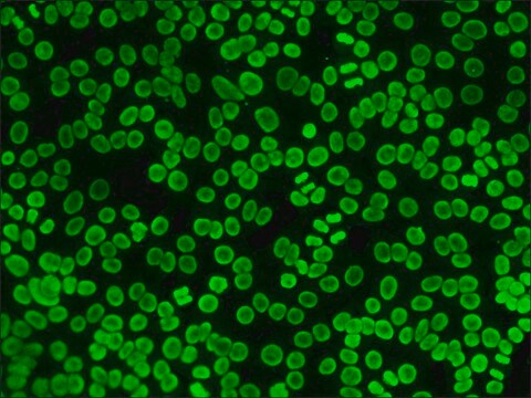 抗-人IgG（全分子）-FITC 兔抗 IgG fraction of antiserum, buffered aqueous solution