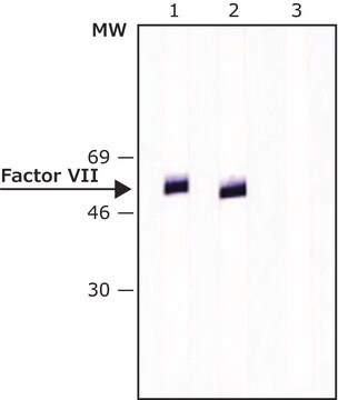 Anti-Factor VII antibody, Mouse monoclonal clone HVII-1, purified from hybridoma cell culture