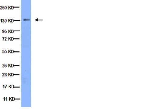 Anti-Integrin-&#945;3-Antikörper serum, Chemicon&#174;