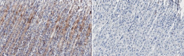 Anti-P2X4 receptor Antibody, clone 12-10H