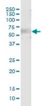 Anti-LRIT3 antibody produced in mouse purified immunoglobulin, buffered aqueous solution