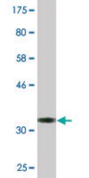 Monoclonal Anti-ARPC3, (N-terminal) antibody produced in mouse clone 2E11, purified immunoglobulin, buffered aqueous solution