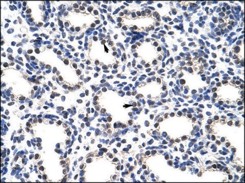 Anti-POP4 antibody produced in rabbit IgG fraction of antiserum