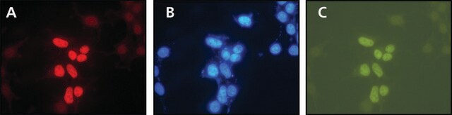 Anti-XPG (C-terminal) ~1&#160;mg/mL, affinity isolated antibody, buffered aqueous solution