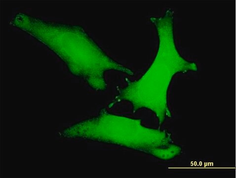 Monoclonal Anti-AXIN1 antibody produced in mouse clone 2B11, purified immunoglobulin, buffered aqueous solution