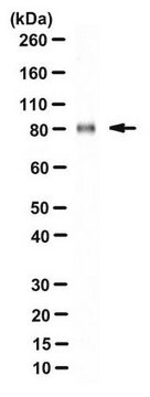 Anti-LRP1 Antibody, 85 kDa subunit Antibody, clone 6F8 clone 6F8, from mouse