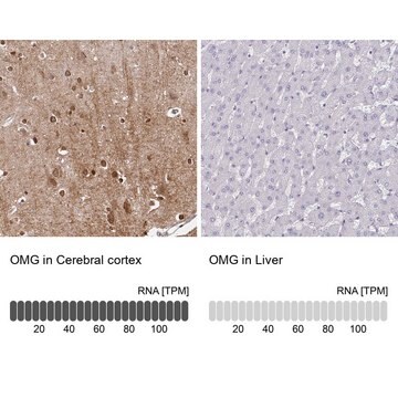 Anti-OMG antibody produced in rabbit Prestige Antibodies&#174; Powered by Atlas Antibodies, affinity isolated antibody, buffered aqueous glycerol solution