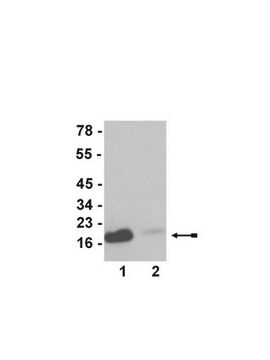 Przeciwciało przeciwko acetylo-histonie H3 (Lys23) serum, Upstate&#174;