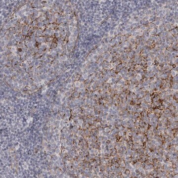 Anti-VANGL2 antibody produced in rabbit Prestige Antibodies&#174; Powered by Atlas Antibodies, affinity isolated antibody, buffered aqueous glycerol solution