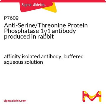 Anti-Serine/Threonine Protein Phosphatase 1&#947;1 antibody produced in rabbit affinity isolated antibody, buffered aqueous solution