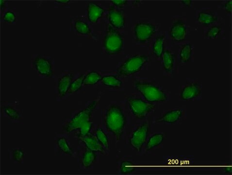 Monoclonal Anti-ATP2C1 antibody produced in mouse clone 2G1, purified immunoglobulin, buffered aqueous solution