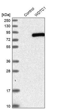 Anti-WDTC1 antibody produced in rabbit Prestige Antibodies&#174; Powered by Atlas Antibodies, affinity isolated antibody, buffered aqueous glycerol solution, ab1