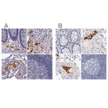 抗APOH ウサギ宿主抗体 Prestige Antibodies&#174; Powered by Atlas Antibodies, affinity isolated antibody, buffered aqueous glycerol solution