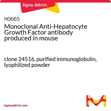 モノクローナル抗肝細胞増殖因子抗体 マウス宿主抗体 clone 24516, purified immunoglobulin, lyophilized powder