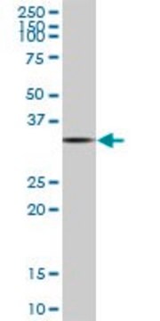 Monoclonal Anti-TAZ antibody produced in mouse clone 1B10, purified immunoglobulin, buffered aqueous solution