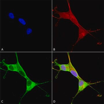 Monoclonal Anti-Ankyrin B - Atto 390 antibody produced in mouse clone S105-13, purified immunoglobulin