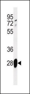 ANTI-ADM (CENTER) antibody produced in rabbit IgG fraction of antiserum, buffered aqueous solution