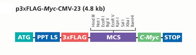 p3xFLAG-Myc-CMV&#8482;-23 Expression Vector Shuttle vector for transient expression of secreted dual tagged N-terminal 3xFLAG and C-terminal c-myc fusion proteins