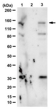 Przeciwciało anty-fosfo-Upf1 (Ser1127) from rabbit, purified by affinity chromatography