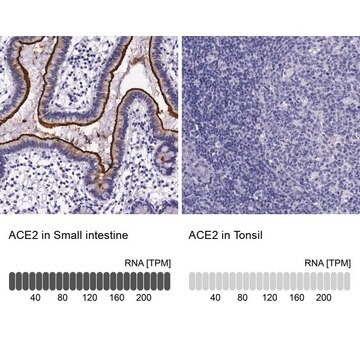 抗-ACE2 兔抗 Prestige Antibodies&#174; Powered by Atlas Antibodies, affinity isolated antibody, buffered aqueous glycerol solution