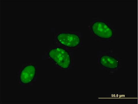 Monoclonal Anti-PKNOX1 antibody produced in mouse clone 2A12, purified immunoglobulin, buffered aqueous solution