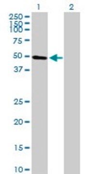 Anti-ARID5A antibody produced in mouse purified immunoglobulin, buffered aqueous solution