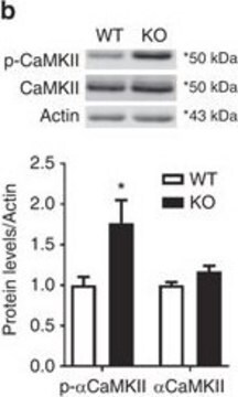 Anticorps anti-sous-unité&nbsp;&#945; de la CAM&nbsp;kinase&nbsp;II, clone&nbsp;6G9 clone 6G9, Upstate&#174;, from mouse