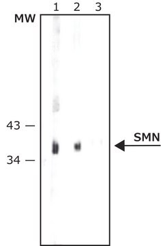 Anti-SMN antibody, Mouse monoclonal clone 2B1, purified from hybridoma cell culture