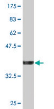 Monoclonal Anti-ZFYVE1, (N-terminal) antibody produced in mouse clone 4B2, purified immunoglobulin, buffered aqueous solution