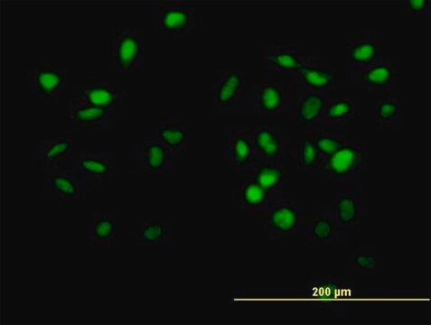 Anti-CUL4B antibody produced in mouse purified immunoglobulin, buffered aqueous solution