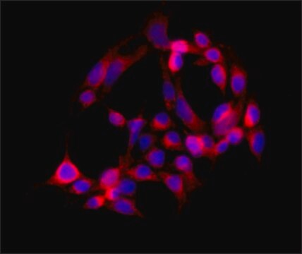 Anti-HMGCR antibody produced in rabbit ~1.0&#160;mg/mL, affinity isolated antibody