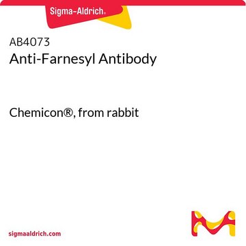 Anti-Farnesyl-Antikörper Chemicon&#174;, from rabbit