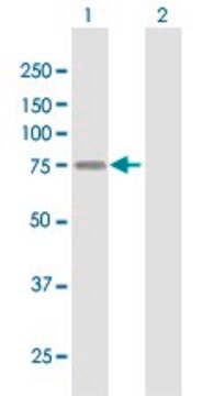 Anti-LSR antibody produced in mouse purified immunoglobulin, buffered aqueous solution