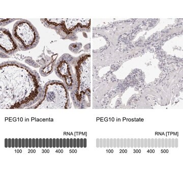 抗PEG10抗体 ウサギ宿主抗体 Prestige Antibodies&#174; Powered by Atlas Antibodies, affinity isolated antibody, buffered aqueous glycerol solution