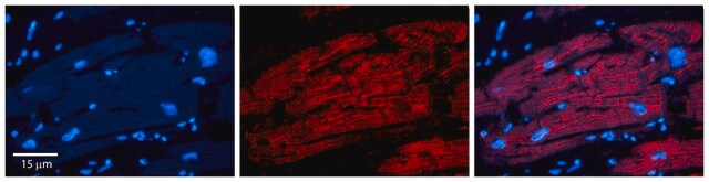 Anti-IRF1 (AB1) antibody produced in rabbit affinity isolated antibody