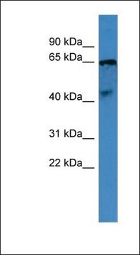 Anti-OPN5 antibody produced in rabbit affinity isolated antibody