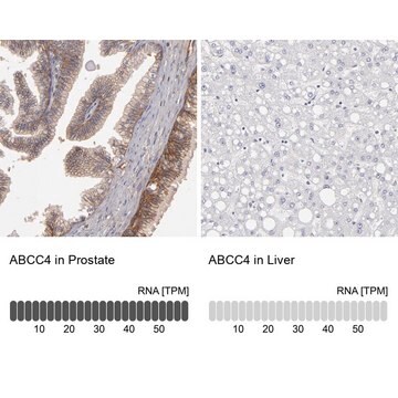 Anti-ABCC4 antibody produced in rabbit Prestige Antibodies&#174; Powered by Atlas Antibodies, affinity isolated antibody, buffered aqueous glycerol solution