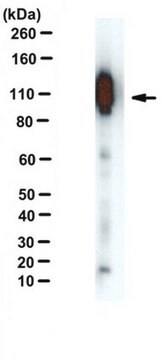 Anti-APP-C99 Antibody, clone mC99(1-7) ascites fluid, clone mC99(1-7), from mouse