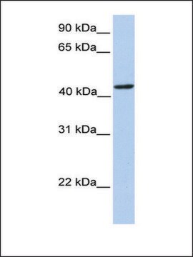 Anti-PAICS antibody produced in rabbit affinity isolated antibody