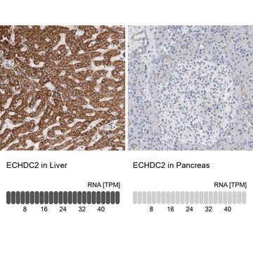 Anti-ECHDC2 antibody produced in rabbit Prestige Antibodies&#174; Powered by Atlas Antibodies, affinity isolated antibody, buffered aqueous glycerol solution, Ab1