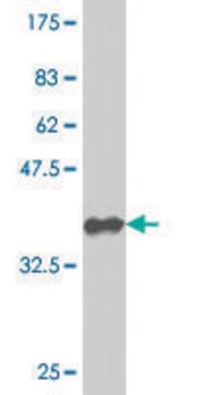 ANTI-GNL3 antibody produced in mouse clone 1G4, purified immunoglobulin, buffered aqueous solution