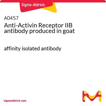 Anti-Activin Receptor IIB antibody produced in goat affinity isolated antibody