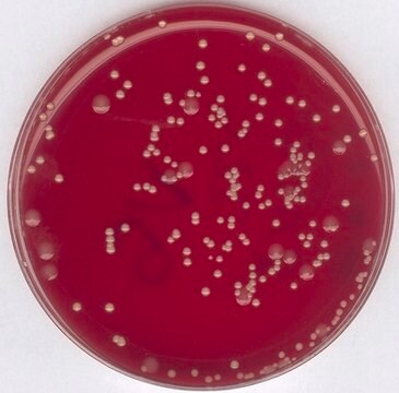 Staphylococcus-Anreicherungsbouillon (Basis) NutriSelect&#174; Plus, according to BAIRD, powder, pH 6.4-6.8 (25&#160;°C, 43&#160;g/L in H2O, after autoclaving), pkg of 500&#160;g, non-sterile