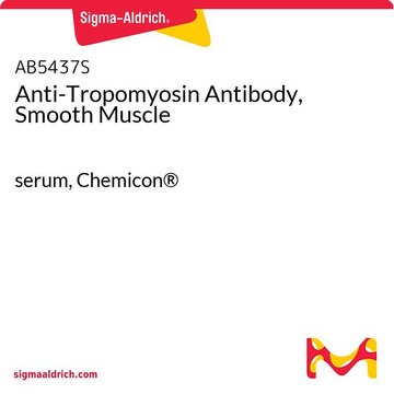 Anti-Tropomyosin-Antikörper, Glattmuskel serum, Chemicon&#174;