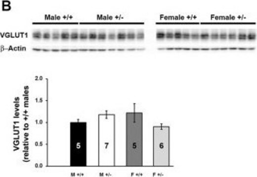 Anticorps anti-transporteur vésiculaire du glutamate de type&nbsp;1 clone 3C10.2, Chemicon&#174;, from mouse