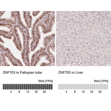 Monoclonal Anti-ZNF703 antibody produced in mouse Prestige Antibodies&#174; Powered by Atlas Antibodies, clone CL0654, purified immunoglobulin, buffered aqueous glycerol solution