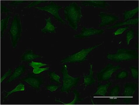 Monoclonal Anti-BCL7C antibody produced in mouse clone 1A4, purified immunoglobulin, buffered aqueous solution